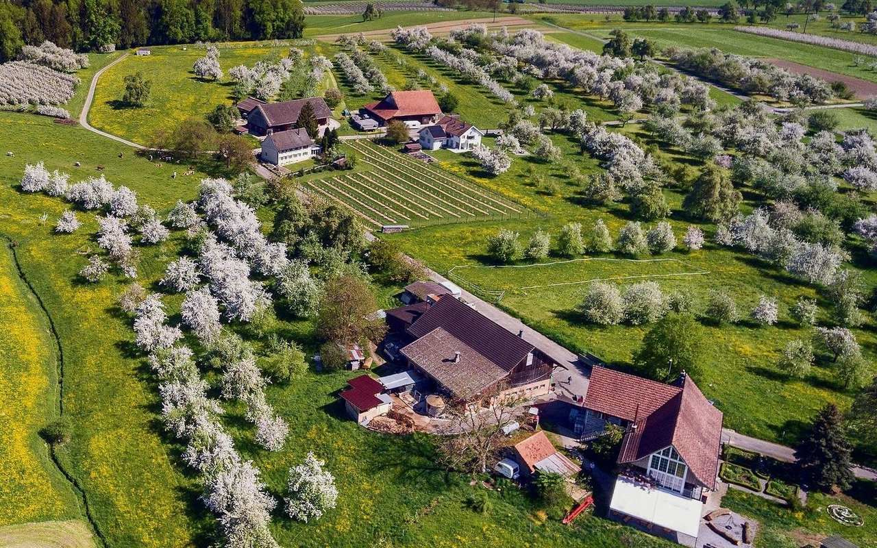 Traditionelle Obstgärten wie auf dem Betrieb Mausacker in Steinebrunn TG können produktive Agroforstsysteme sein. Die Fläche unter den Bäumen kann als Weide oder Acker dienen.