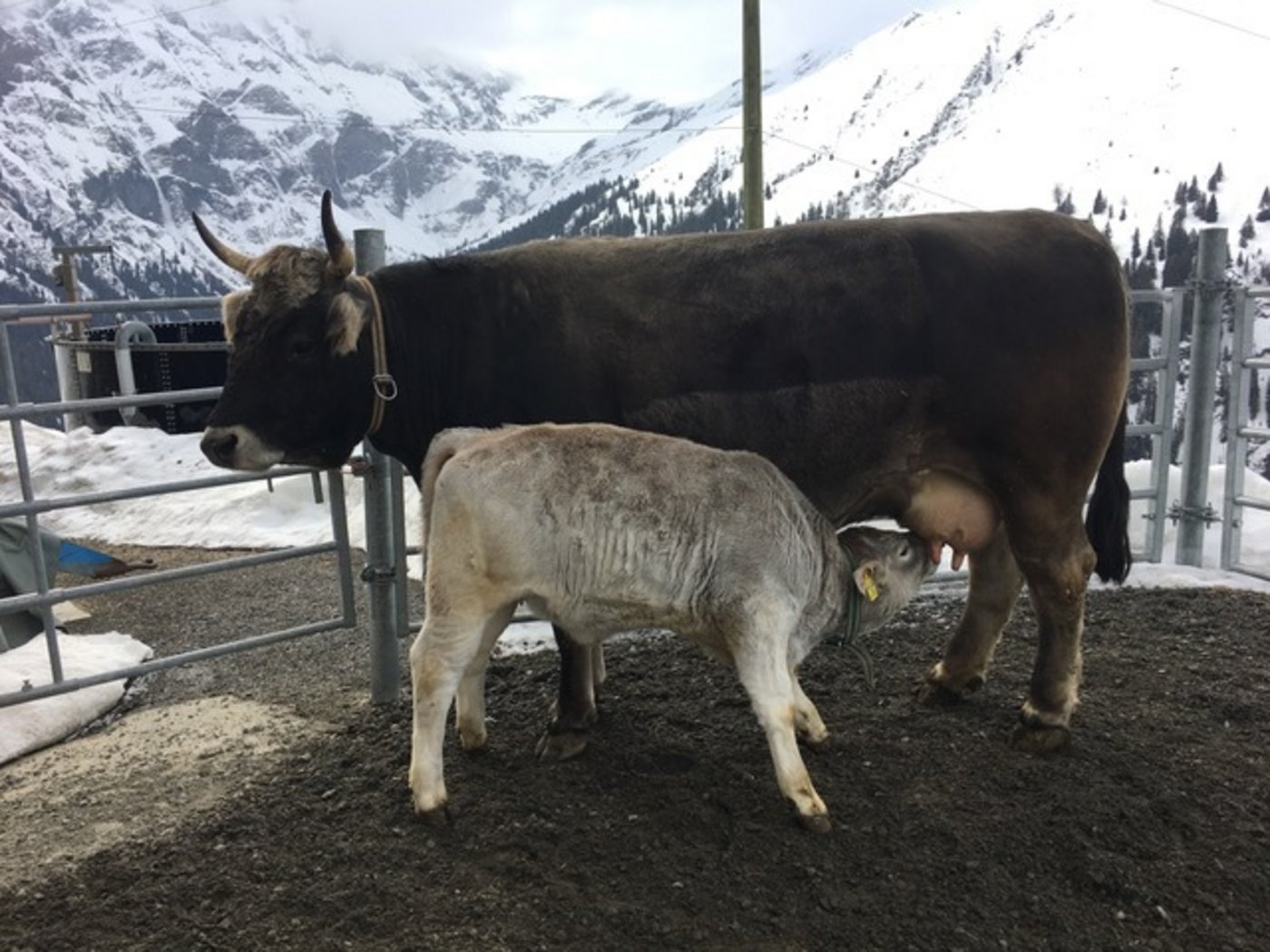 Mutterkühe 2. Rang: Stella (Donold/Cariger), Besitzer: Ralph und Regula Schmid-Blumer, Tschappina GR 