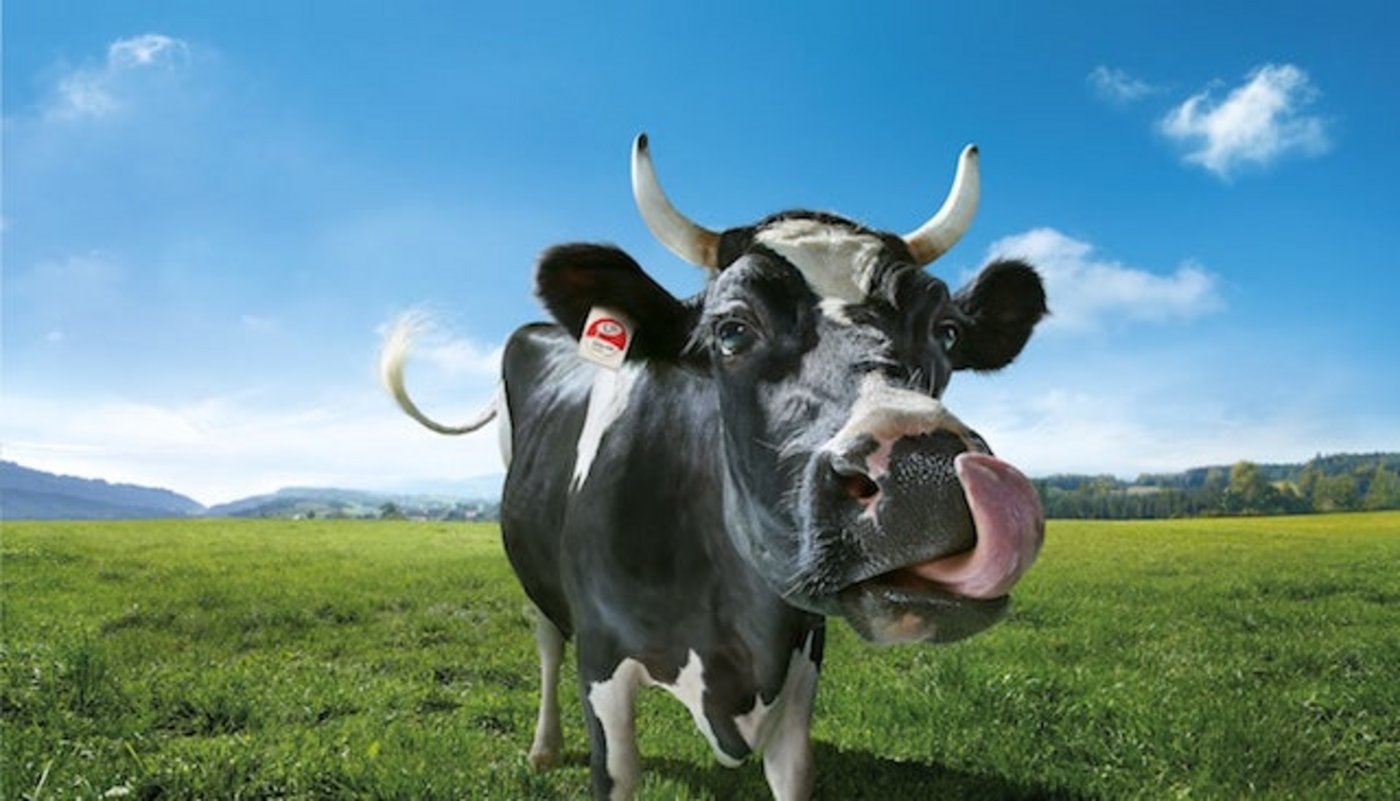 Swissmilk wirbt schon lange mit dem Bild von Weiten und Kuhweiden – das Bild entspricht nicht immer der Realität. (Bild Swissmilk)