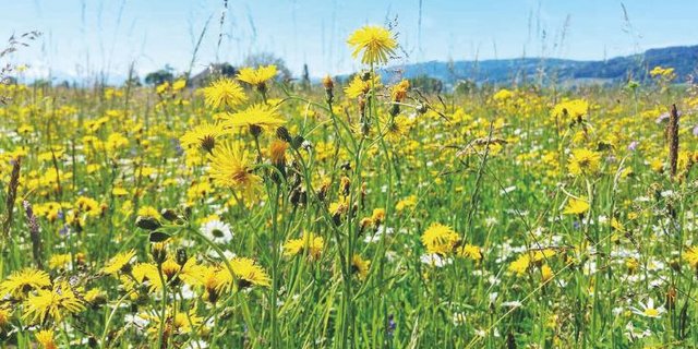 Die Erhöhung der Diversität kann im extensiv und intensiv bewirtschaften Grasland zu ökonomischen Mehrwerten führen. Bild: Valentin Klaus/ETH Zürich