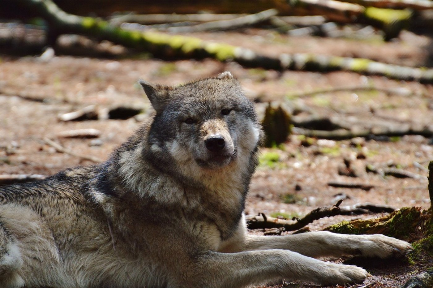 Der Wolf M75 hinterliess quer durch die halbe Schweiz blutige Spuren. (Symbolbild Pixabay)