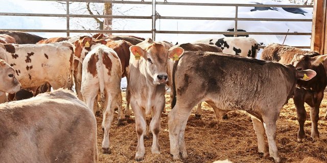 Der Tierkomfort in der Kälbermast hat sich in den vergangenen Jahrzehnten bedeutend verbessert. Das wirkte sich positiv auf die Gesundheit der Kälber aus.