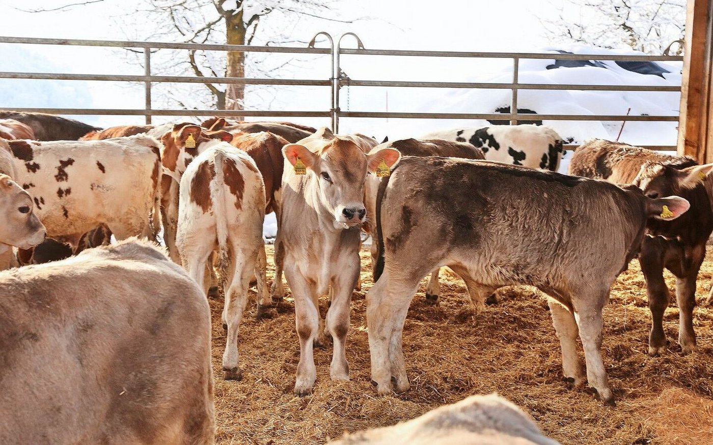 Der Tierkomfort in der Kälbermast hat sich in den vergangenen Jahrzehnten bedeutend verbessert. Das wirkte sich positiv auf die Gesundheit der Kälber aus.