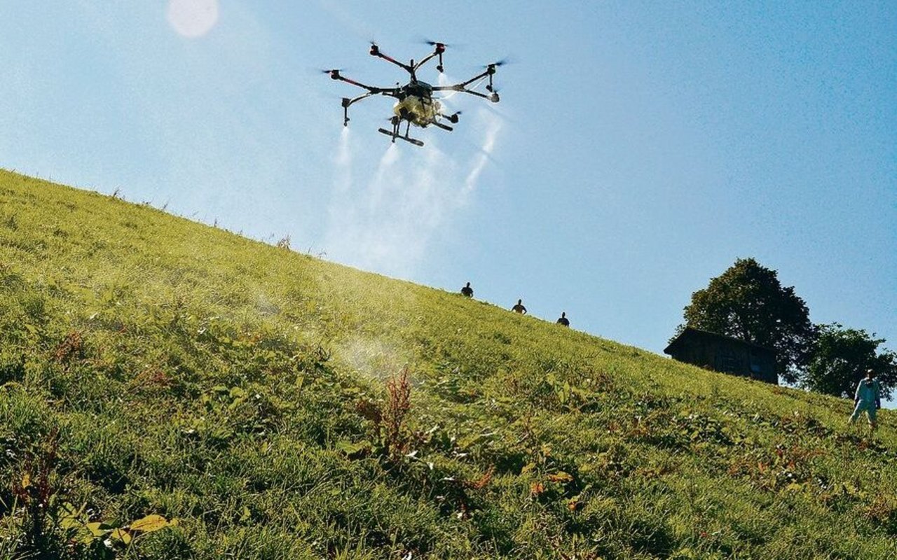 Ressourceneffizientes Digitalprojekt in den Kinderschuhen: Blackenspritzen mit Drohnen, hier ein Versuch mit Flächenbehandlung im Entlebuch im Jahr 2019.