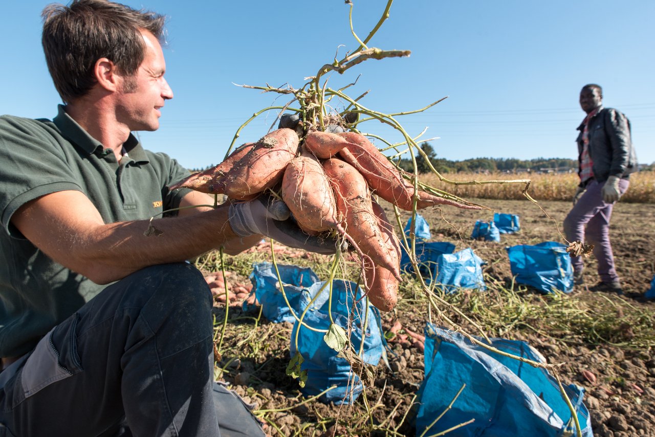 Simon van der Veer und ein Mitarbeiter bei der Ernte. Van der Veer und sein Geschäftspartner Simon Hurni sind mit ihrem Projekt «Batati» für den deutschen CeresAward nominiert. (Bild zVg)