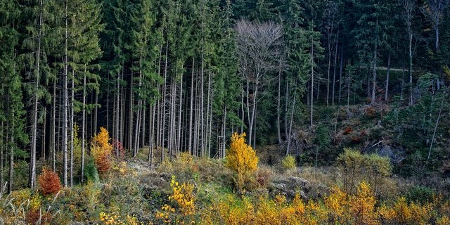 Klimaerwärmung und zunehmende Trockenheit in der Schweiz können Waldbäume in Bedrängnis bringen, weil sie sich zu langsam anpassen. (Symbolbild Pixabay)