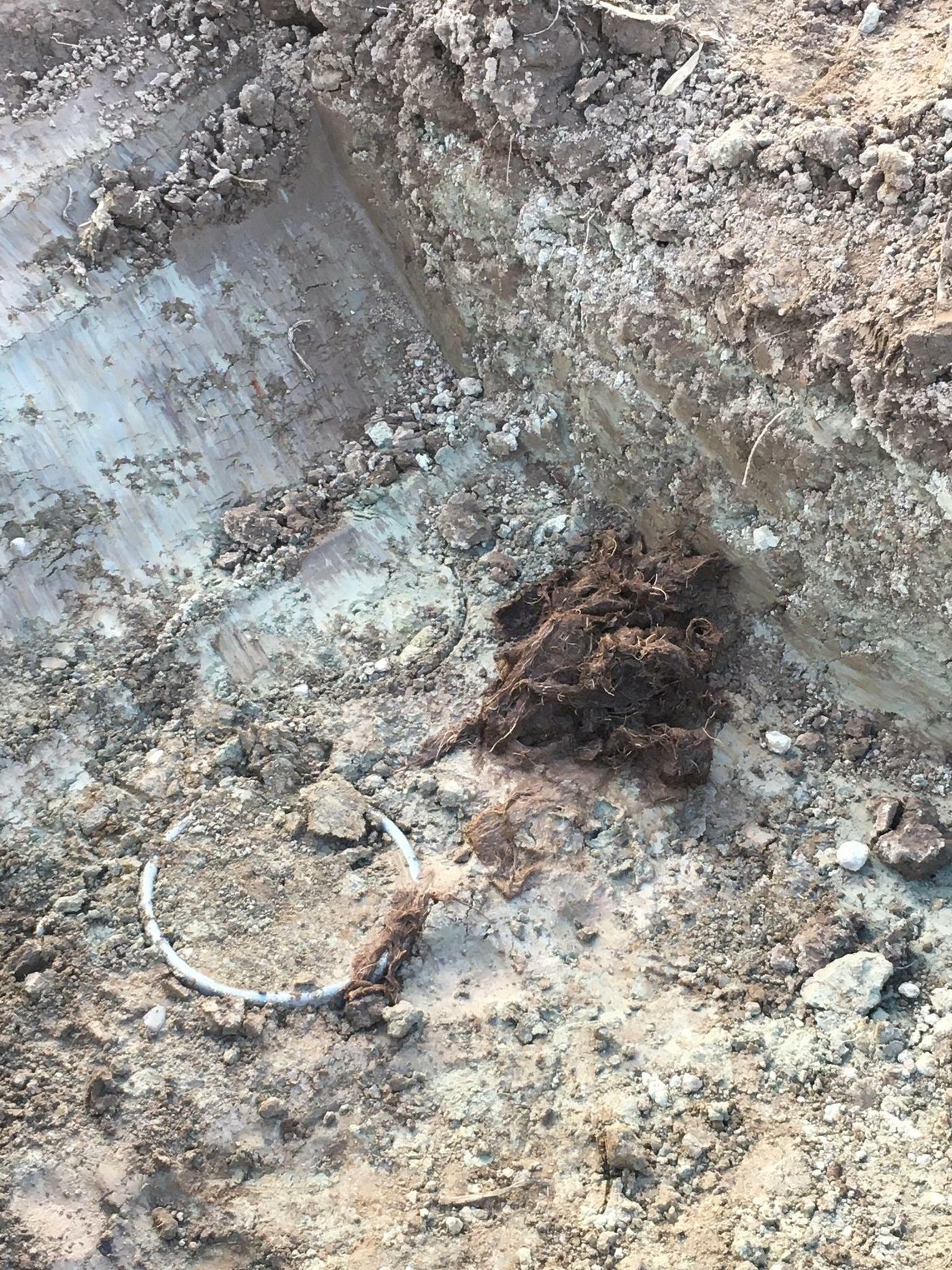 Manchmal liegt es an verstopften Drainagen: Herausgespülte Wurzeln nach einer Drainage-Reinigung. (Bilder Matthias Schwab)