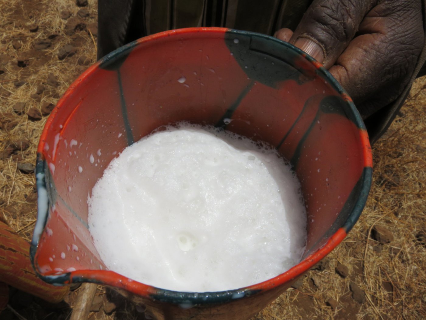 Frische Kamelmilch ist sehr schaumig und kann einen salzigen Geschmack aufweisen. 