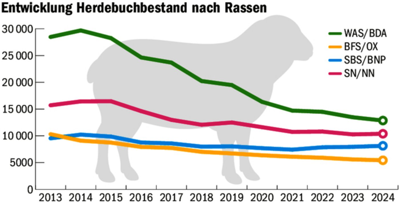 Der Schafzuchtverband sieht sich mit sinkenden Herdebuchbeständen konfrontiert.