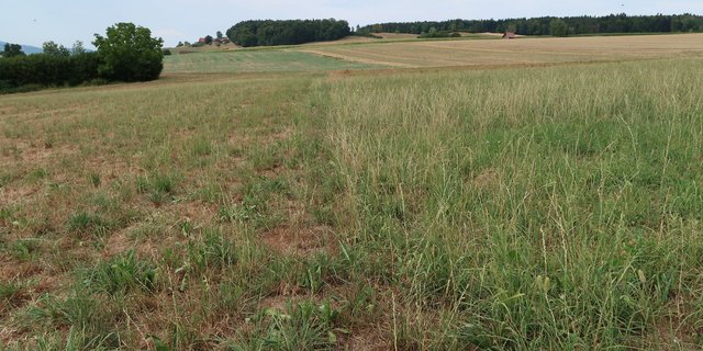 Ein Schnitt vor längeren Trockenperioden stresst vor allem Raisgrasbestände. Im Bild eine italienische Raigraswiese im Hitzesommer 2018. Rechts ging der Bestand höher in die trockene Periode als auf der linken Seite. (Bild Herbert Schmid)
