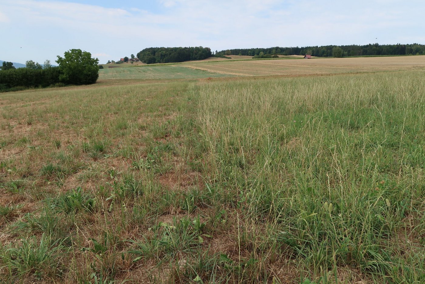 Ein Schnitt vor längeren Trockenperioden stresst vor allem Raisgrasbestände. Im Bild eine italienische Raigraswiese im Hitzesommer 2018. Rechts ging der Bestand höher in die trockene Periode als auf der linken Seite. (Bild Herbert Schmid)