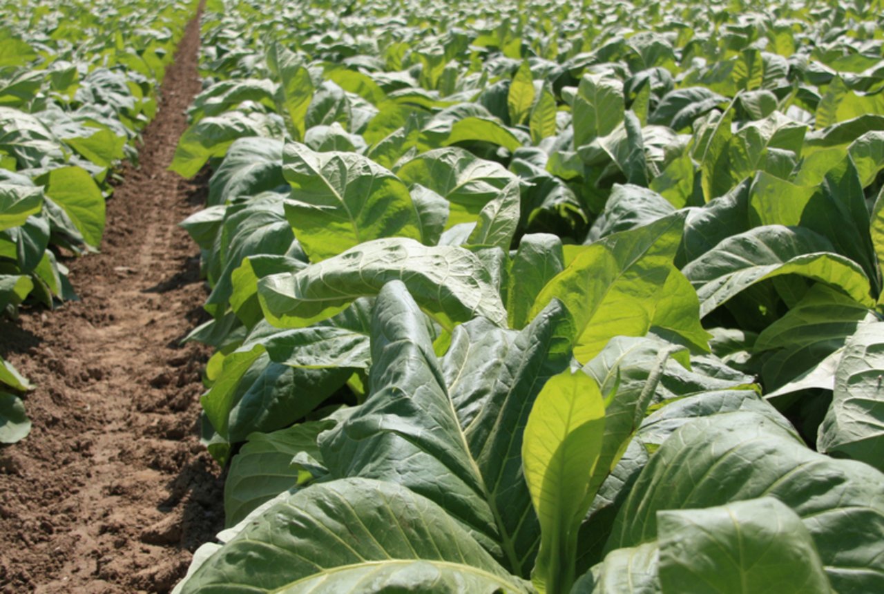 Tabakfeld Schweiz: Am meisten Tabak wird in der Westschweiz angebaut. (Bild Massimo Zorzi/landwirtschaft.ch)