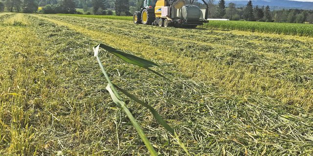 Bei der Grünschnittstrategie wird die Triticale nach Ausbildung des Fahnenblattes, das heisst vor dem Ährenschieben, geerntet. (Bild Lukas Streit)