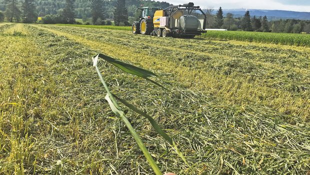 Bei der Grünschnittstrategie wird die Triticale nach Ausbildung des Fahnenblattes, das heisst vor dem Ährenschieben, geerntet. (Bild Lukas Streit)