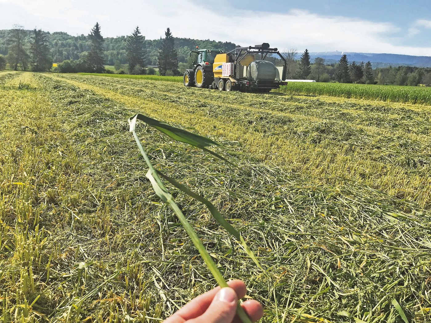 Bei der Grünschnittstrategie wird die Triticale nach Ausbildung des Fahnenblattes, das heisst vor dem Ährenschieben, geerntet. (Bild Lukas Streit)