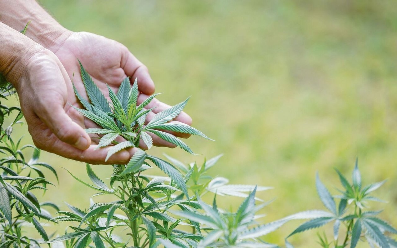 Hanf ist eine hoch potente Heilpflanze. Medikamente mit dem Wirkstoff THC sind bewilligungspflichtig, Hanf mit tiefem THC-Gehalt darf hingegen legal angebaut werden. 