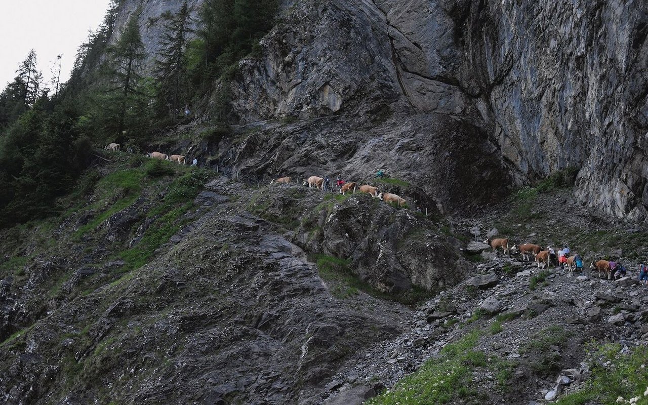 Der Weg ist steil, sehr steil sogar. Die Kühe brauchen zirka eineinhalb Stunden für den Aufstieg.