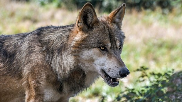 Nur wenn die Wölfe reguliert würden, könne die Alpbewirtschaftung auch in Zukunft gewährleistet werden, heisst es beim SAV. Symbolbild Pixabay)