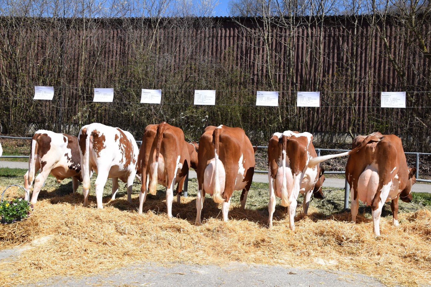 Zuchtfamilie der Kuh Absolute Butterfly. Schlussendlich gab es eine A-Klasse mit 76 Punkten. 