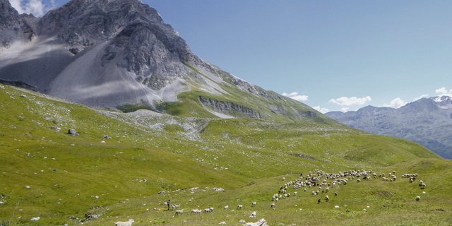 Philipp Jacobi schützt seine Schafe mit Kangalhunden. Diese Rasse ist zwar im Herdenschutz beliebt und stark verbreitet, in der Schweiz jedoch nicht anerkannt und deshalb wird sie weder gefördert noch unterstützt. (Bild Philipp Jacobi)
