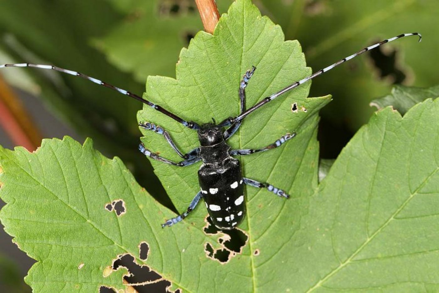 Der Asiatischen Laubholzbockkäfer wurde im Kanton Freiburg vier Jahre bekämpft. (Bild BauZ)