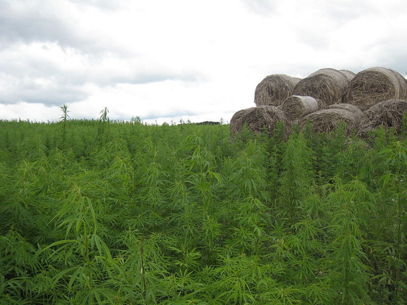 Hanf mit einem THC-Gehalt von über 1,0 Prozent gilt seit 2011 als Droge. (Symbolbild Tbachner)