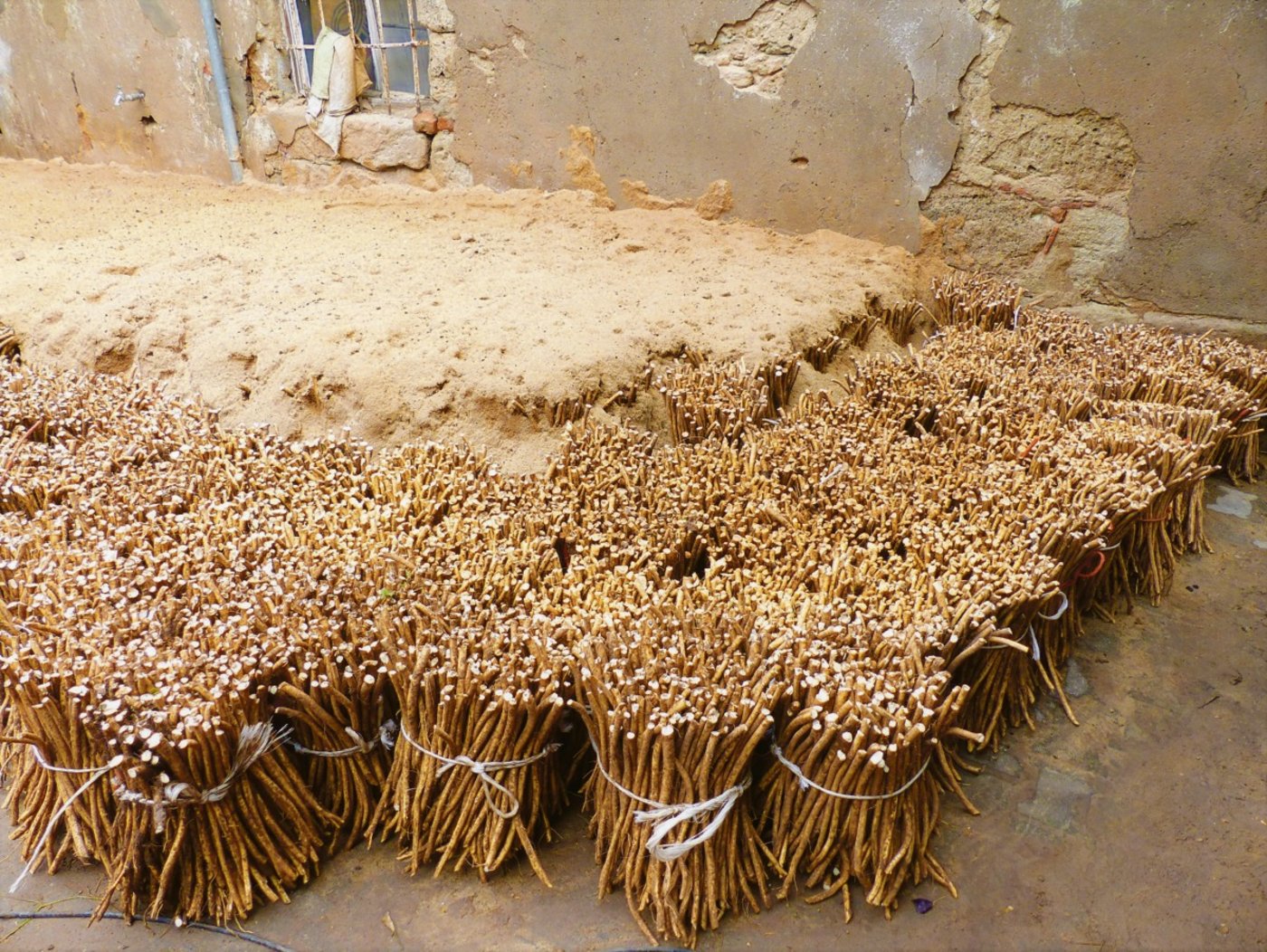 Die geernteten Stangen werden gebündelt. 