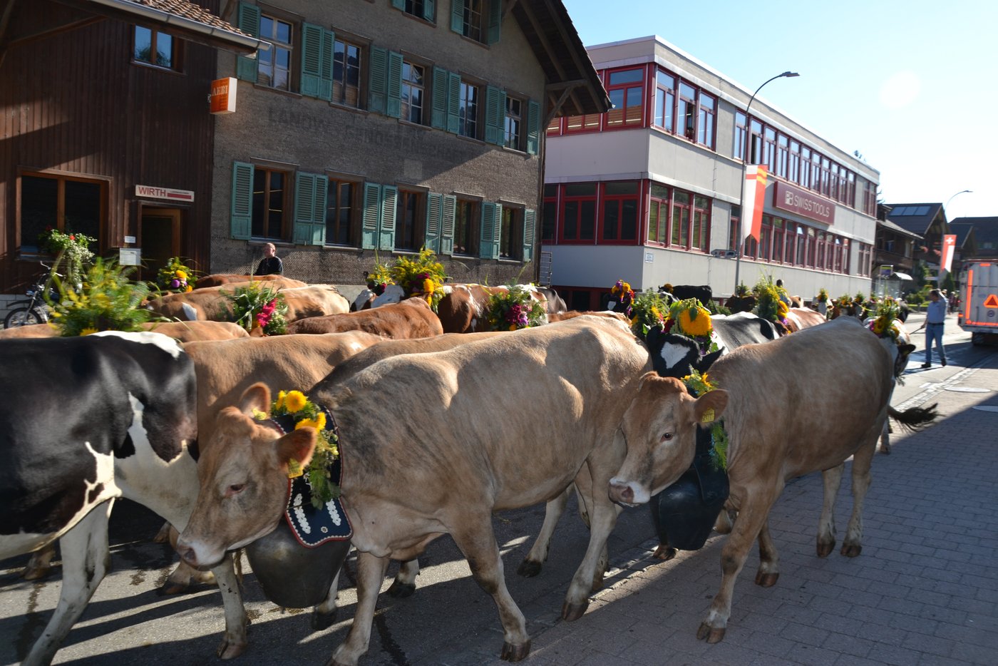 Auch Rinder für die Mutterkuhhaltung.
