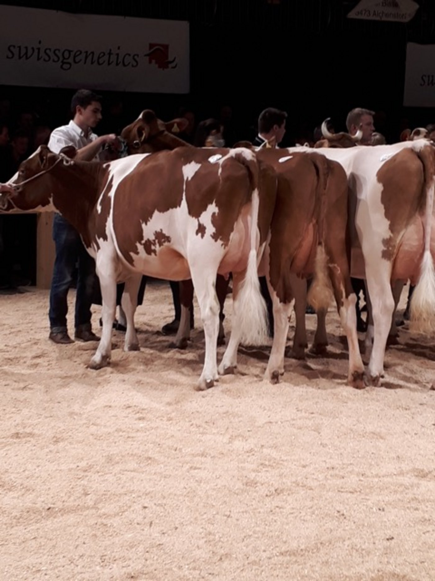 Kategorie 8: SF-Kühe