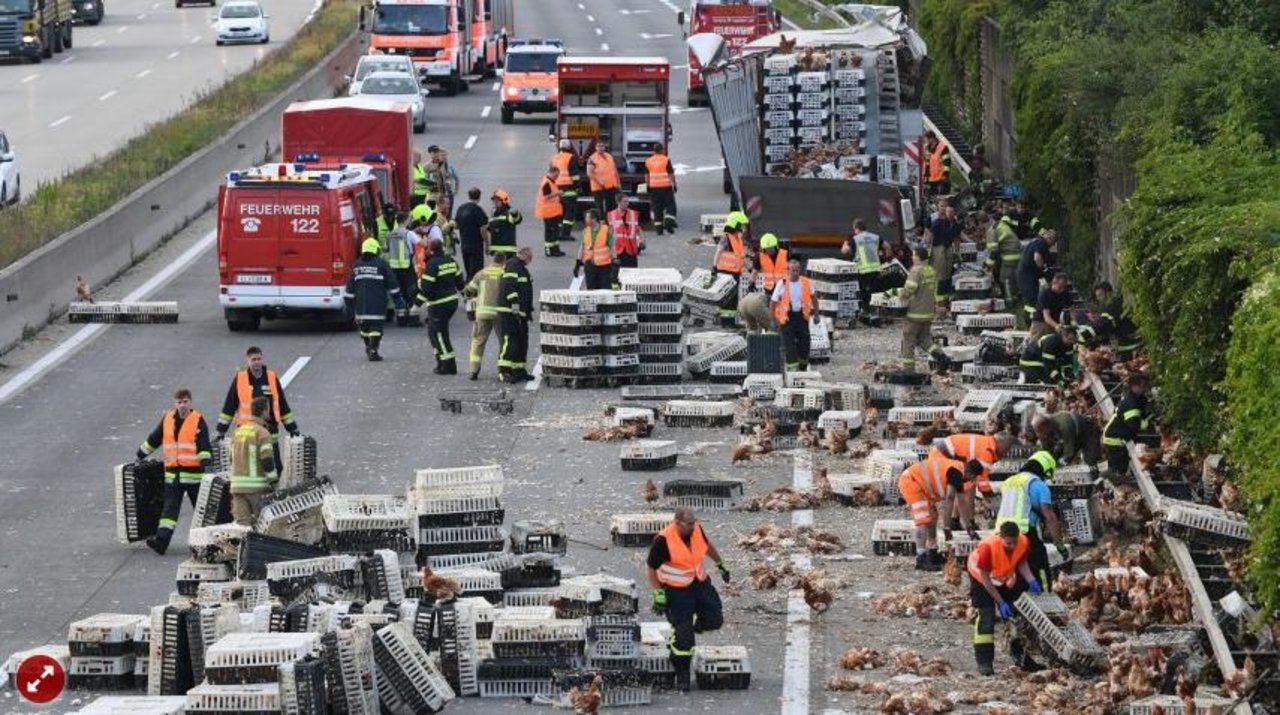 Die Autobahn musste gesperrt werden, damit die Hühner wieder eingefangen werden konnten. (Screenshot spiegel.de)