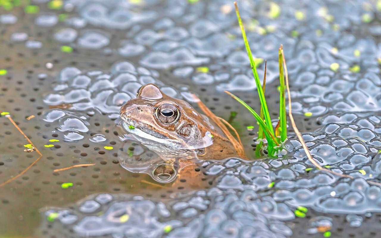 An ihrem grossen Trommelfell, das grösser als ihre Augen ist, kann man Grasfrösche am einfachsten erkennen. Es liegt seitlich am Kopf und ist auf dem Bild als bräunlich-grauer Fleck sichtbar. Ohrmuscheln haben Frösche keine.