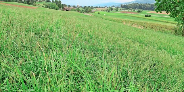 Mit Blutfingerhirse verseuchte Italienisch-Raigras-Wiese nach Trockenheitsschaden im Sommer 2023.