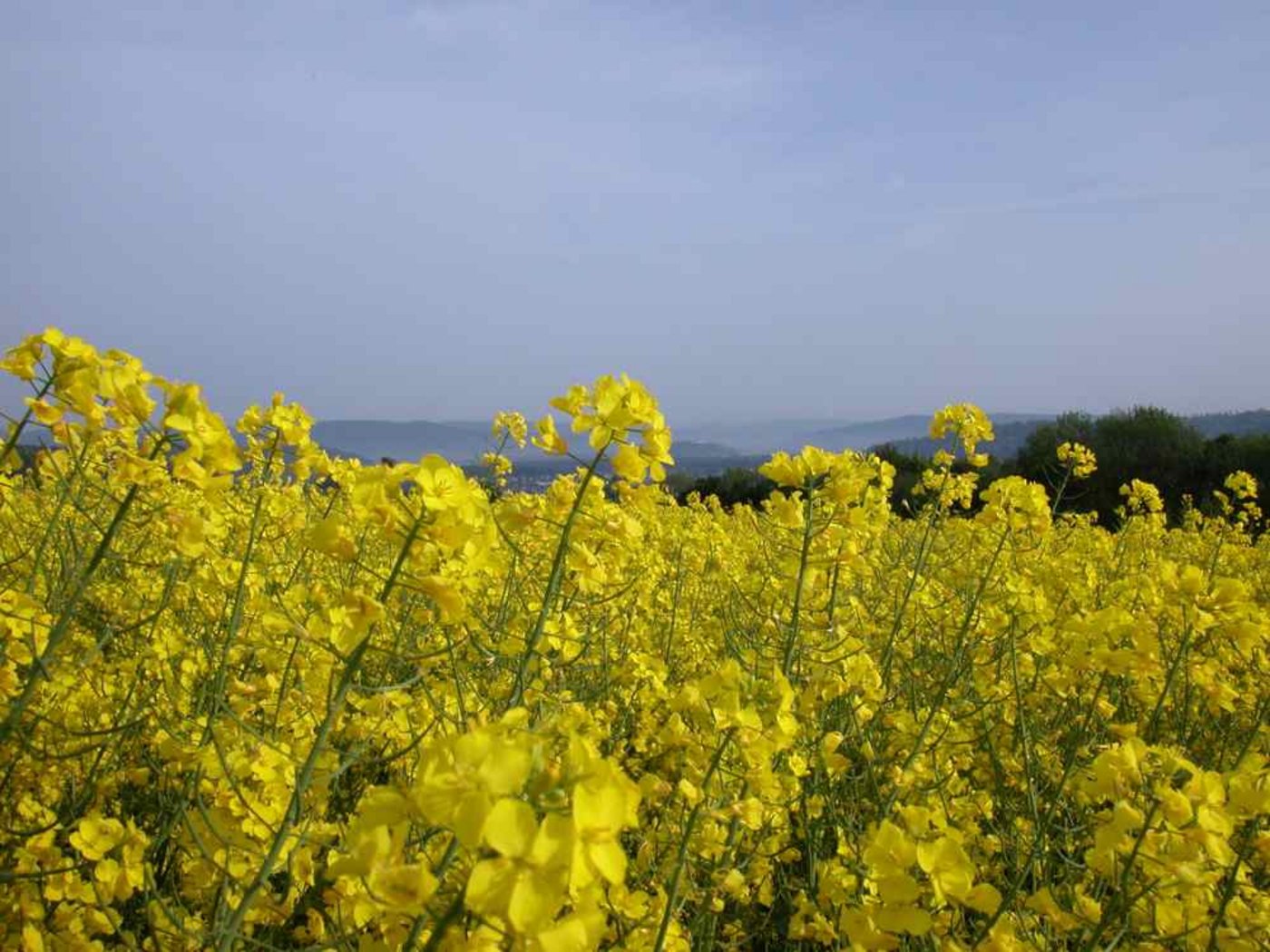 Wichtige Kultur für die Schweizer Landwirtschaft: Raps. (Bild zVg)