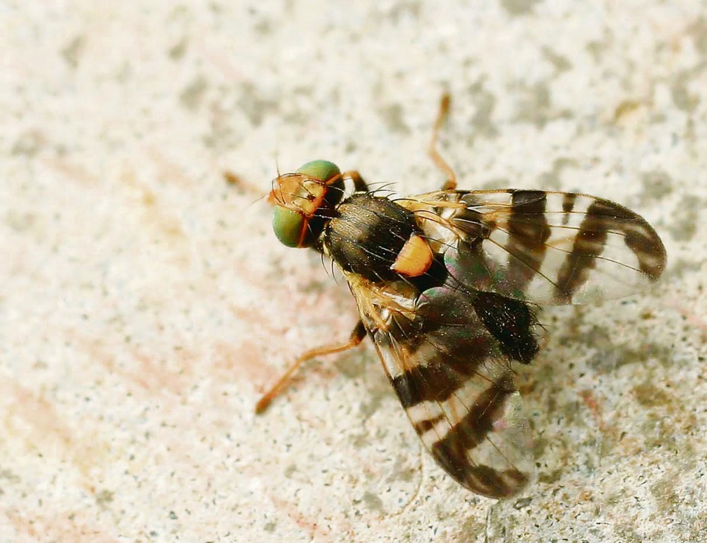 Kirschenfliegen sind mit  3 bis 5 mm etwas grösser.(Bild Wikipedia)