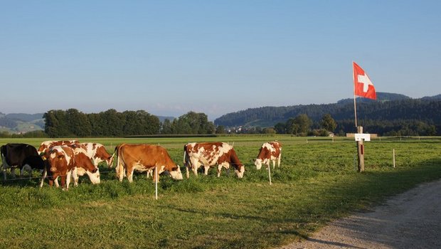 Für nachhaltig produzierte Milch nach Standard der Branchenorganisation Milch (BOM) soll es künftig 2 Rappen mehr pro Liter geben. (Symbolbild ji)