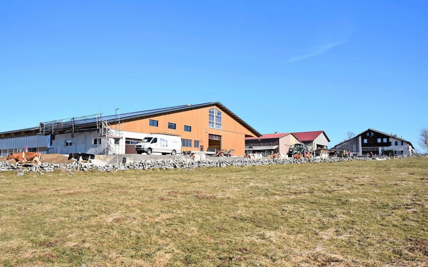 Vor dem Zügeln werden die Kühe zuerst auf die Weide gelassen. Beim Neubau wurde viel Holz verwendet. 