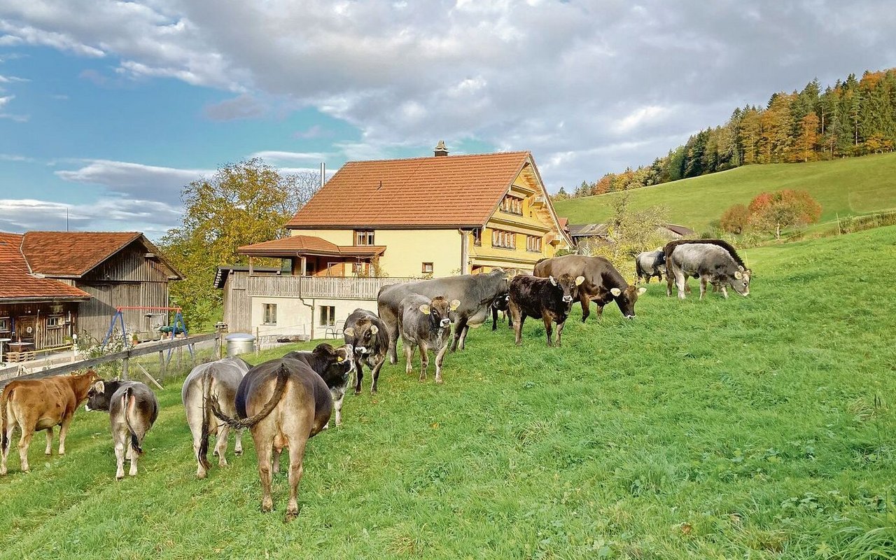 Ein Teil der Grauvieh-Herde der Familie. Einige Kühe haben noch ein bisschen OB-Blut. Besamt wird via KB oder Natursprung (zurzeit fehlt ein Stier). 