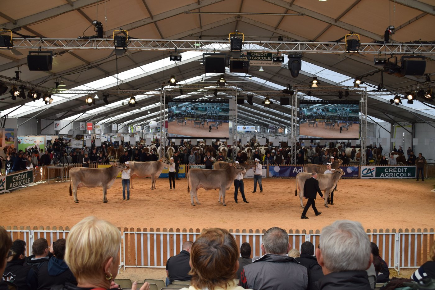 Auch die Brown-Swiss waren am Sommet, hier anlässlich des Wettbewerbs.