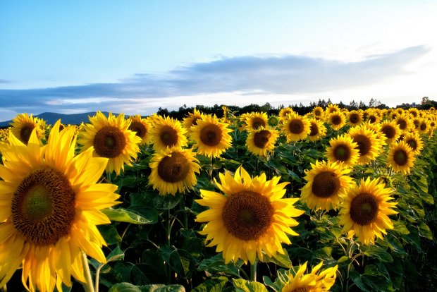 Bei Sonnenblumen (Bild) und Soja werden für die Ernte 2019 in der Schweiz noch Produzenten gesucht. Nachmeldungen sind aktuell noch möglich. (Bild Pixabay)