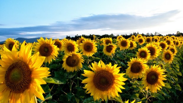 Bei Sonnenblumen (Bild) und Soja werden für die Ernte 2019 in der Schweiz noch Produzenten gesucht. Nachmeldungen sind aktuell noch möglich. (Bild Pixabay)