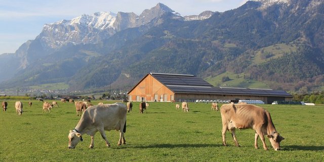 Geht es um den Klimawandel, steht die Nutztierhaltung besonders unter Beschuss. Hier will das Projekt Gegensteuer geben. (Bild Martin Roth)