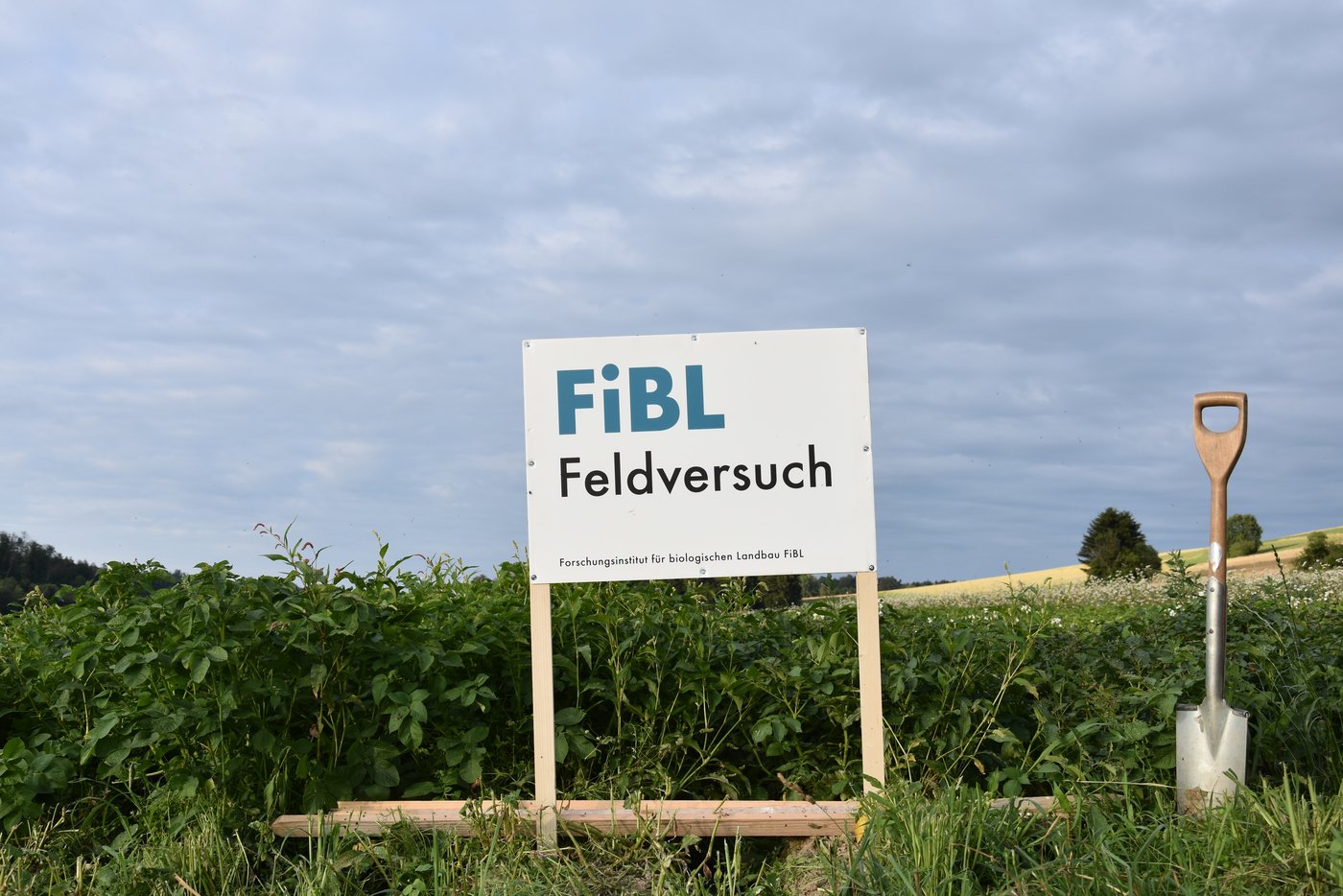 Der Sortenversuch prüft Kartoffeln auf Eigenschaften wie Lagerfähigkeit, Geschmack, Präsentation, Ertrag und Krankheitsresistenz. (Bild Bauernzeitung/Sera Jane Hostettler)