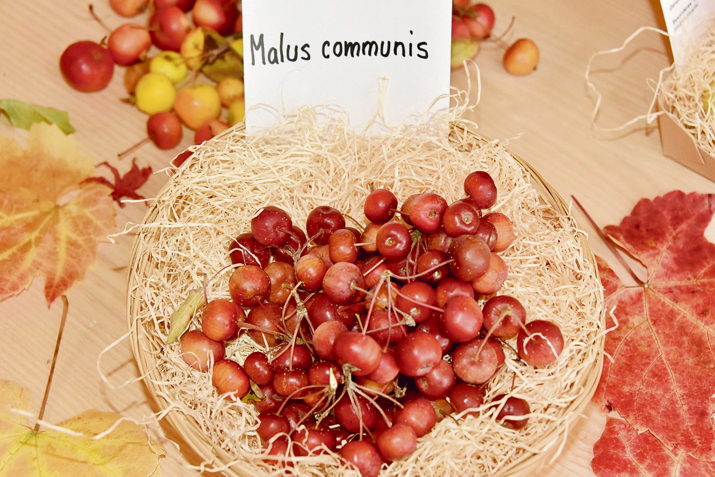 Nein auf diesem Bild sind keine Kirschen zu sehen. Es handelt sich um Wildäpfel.