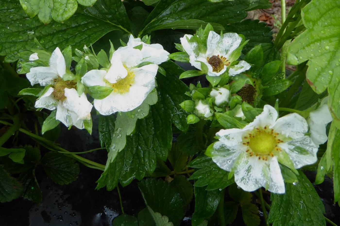 Viele Erdbeeren haben ebenfalls Schaden genommen. Die Blüten, die im Zentrum gelb sind, sind noch heil. Die dunkel verfärbten Blüten sind erfroren. (Bild Andreas Walker)