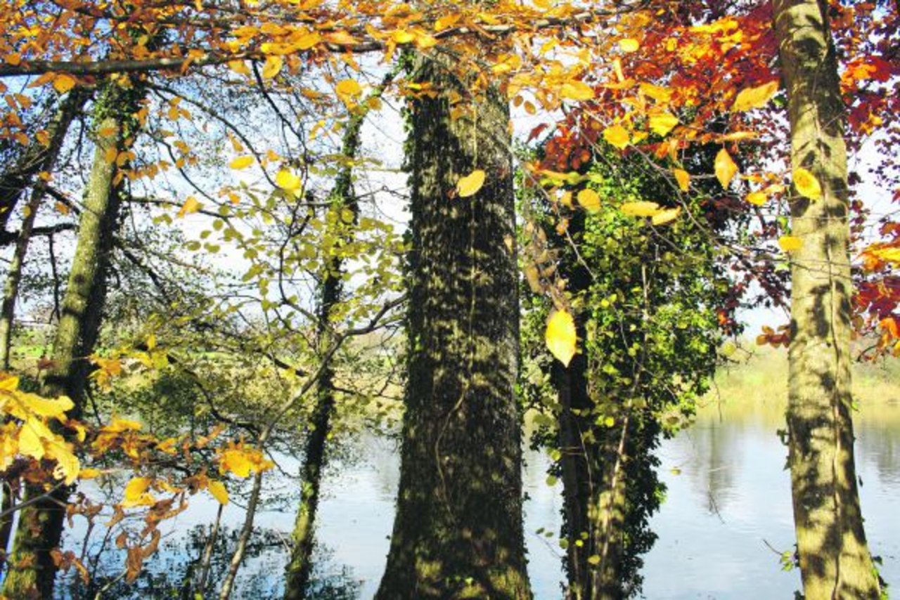 Herbstzauber in Aarwangen BE. Charakteristisch für den Altweibersommer ist neben der Warmwetterphase eine intensive Laubverfärbung. (Bild Brigitte Meier)