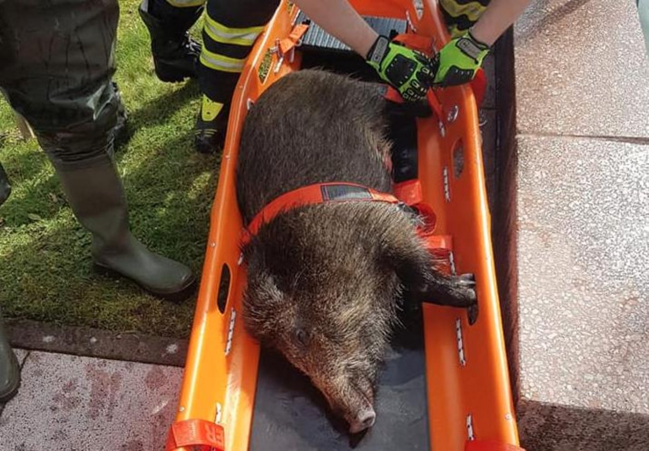 Die Rettungskräfte holten das Schwein mit einer Schleifkorbtrage aus dem Pool. (Bild Feuerwehr Sulzbach/Saar)