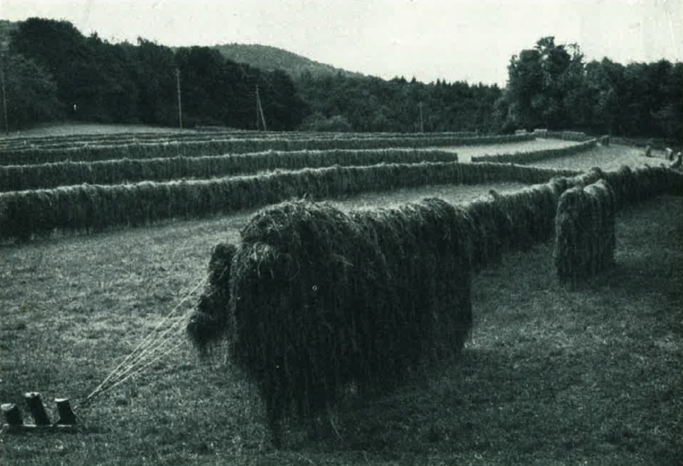 Auch Schwedenreuter sieht man nicht mehr oft auf den Feldern. (Bild Maggi)