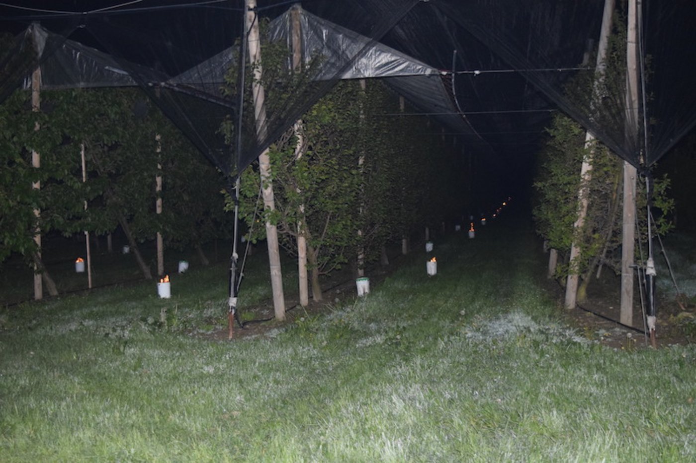 Ein ungewöhnliches Bild für den Monat Mai: Am frühen Morgen des 6. Mais brannten in vielen Obstanlagen Frostschutzkerzen. (Bild sgi)