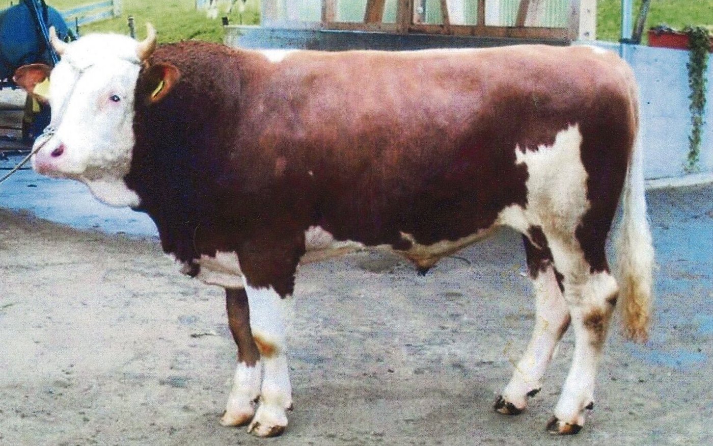 Keine KB-Station wollte Apollo und jetzt dominiert er mit seinen Söhnen und Grosssöhnen die Liste der Simmentalerstiere.