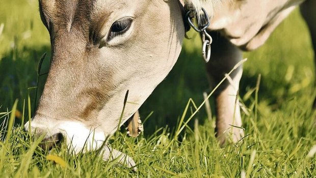 Hochwertiges Grundfutter wie bestes Weidegras ist für die Wiederkäuerfütterung auf Biobetrieben entscheidend, da die Ergänzungsfütterung eingeschränkt und kostenintensiv ist.